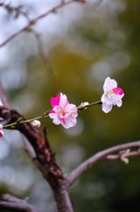 2014春｜近所の桜
