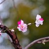 2014春｜近所の桜