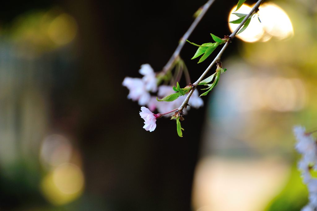 2014春｜近所の桜
