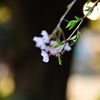 2014春｜近所の桜