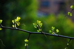 大宮花の丘公園