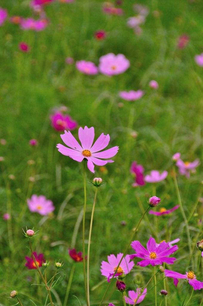 花の丘コスモス