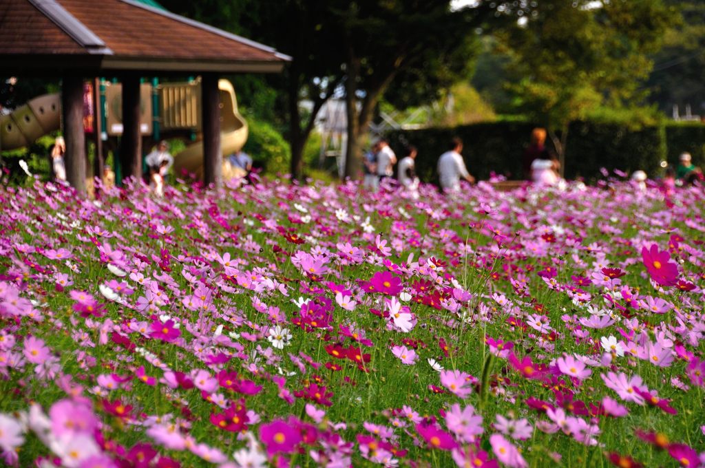 花の丘コスモス