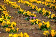 紫！｜花の丘公園