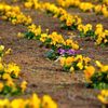 紫！｜花の丘公園