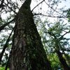 出雲大社｜参道の松
