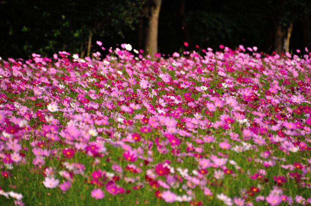 花の丘コスモス