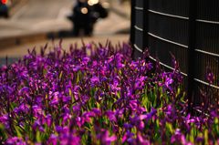 大宮花の丘公園