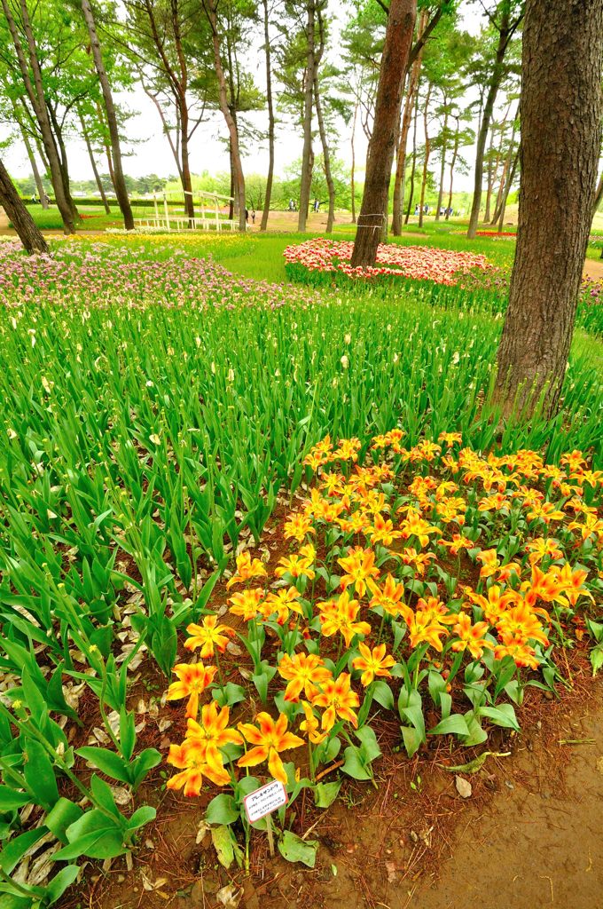 国営ひたち海浜公園｜チューリップとユリ