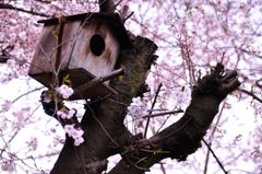 2014春｜近所の桜