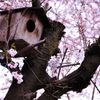2014春｜近所の桜