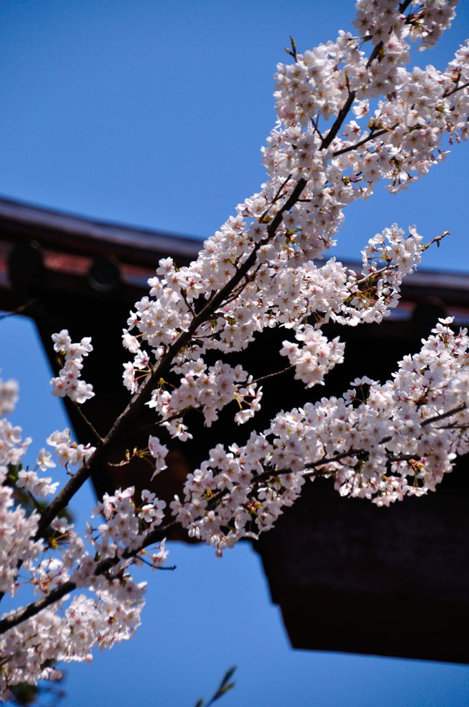 富士吉田｜北口本宮冨士浅間神社