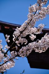 富士吉田｜北口本宮冨士浅間神社