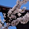 富士吉田｜北口本宮冨士浅間神社