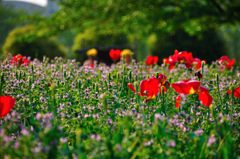 大宮花の丘公園