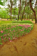 国営ひたち海浜公園｜チューリップ　