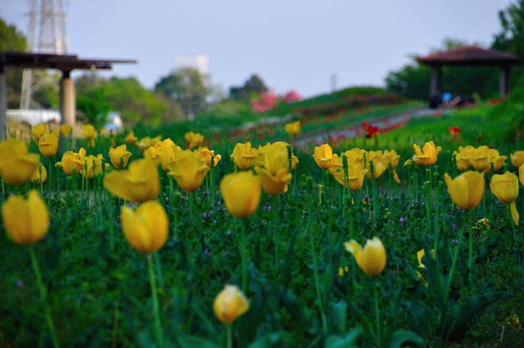 大宮花の丘公園