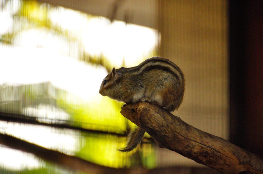 2014春｜りすの家