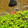 兼六園にて