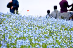 ひたち海浜公園｜ネモフィラ