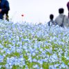 ひたち海浜公園｜ネモフィラ