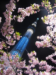 東京スカイツリー　春