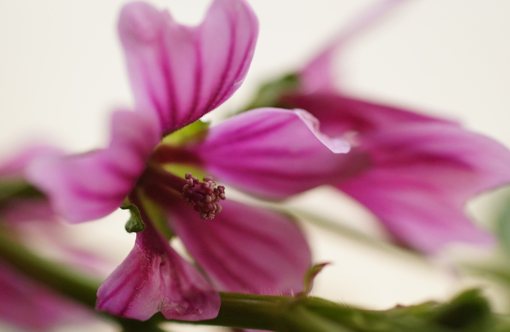 道端に咲く花