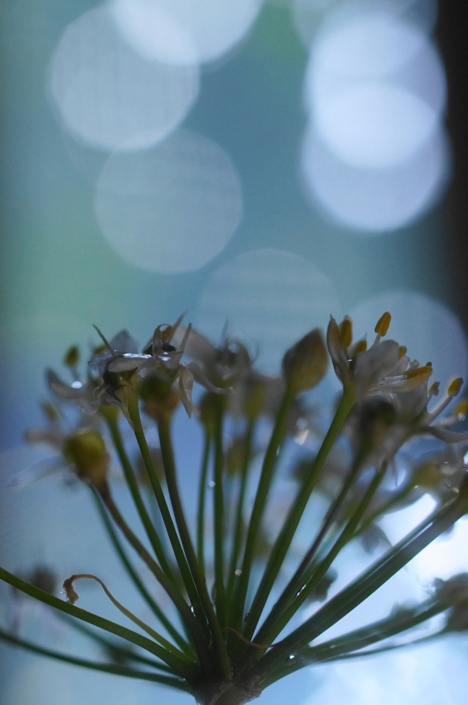 ニラの花
