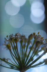 ニラの花