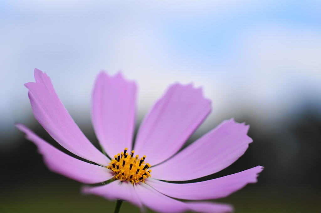 秋桜　その3