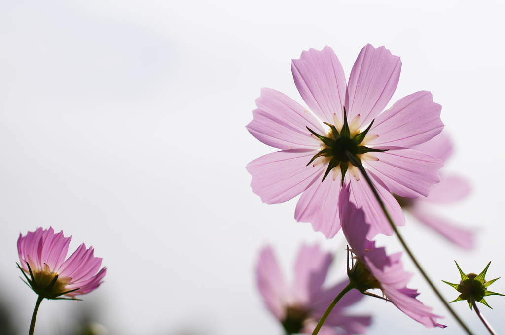 秋桜　その4