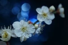 white plum blossoms