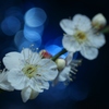 white plum blossoms