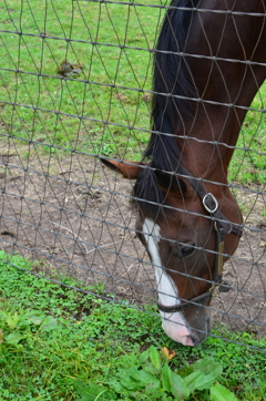 ノーザンの馬たち２