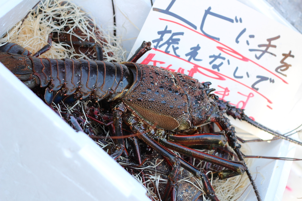 ぎゃ～～