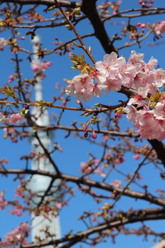 スカイツリーと桜？