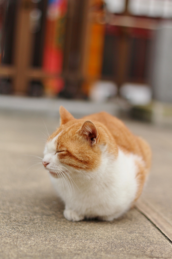 のんびりにゃんこ
