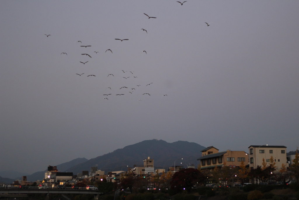 大群が空を翔ける