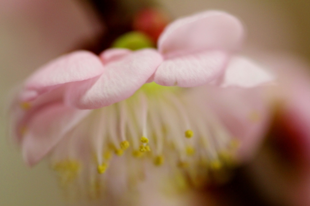重なる花びら