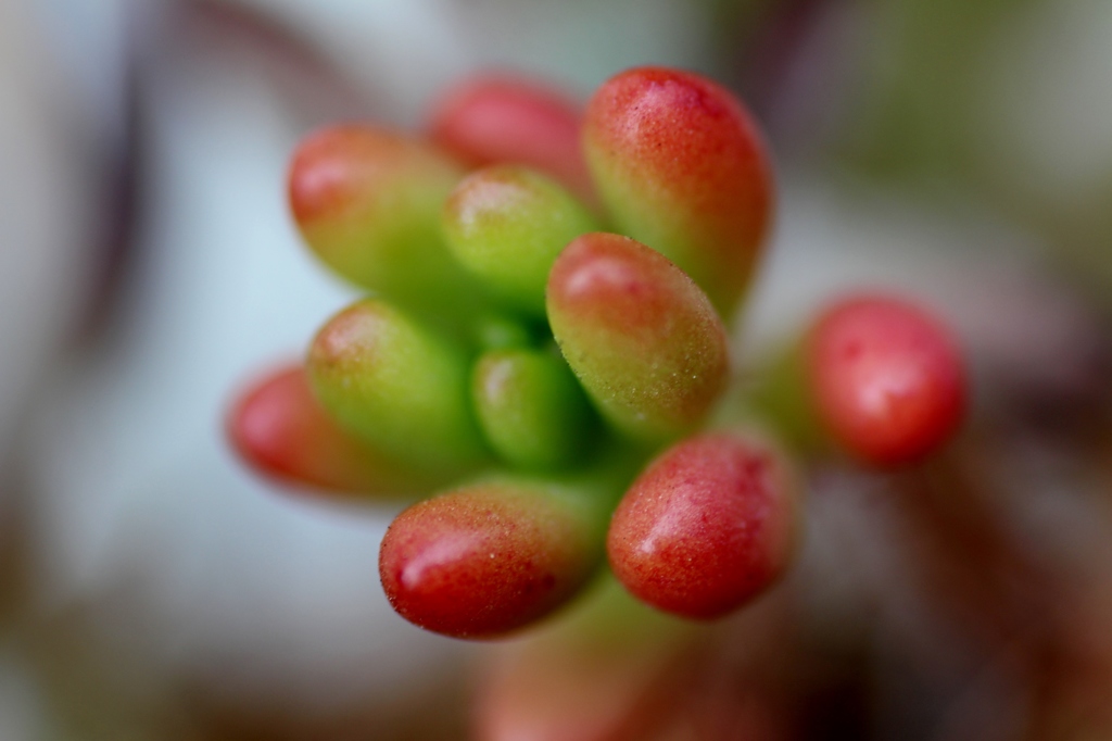 発見！未確認生物