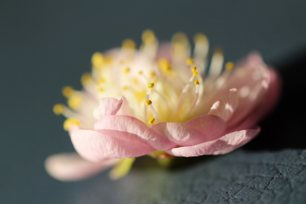 花びらはうつわのように