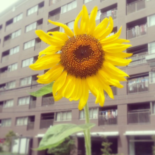 ちっちゃい太陽？