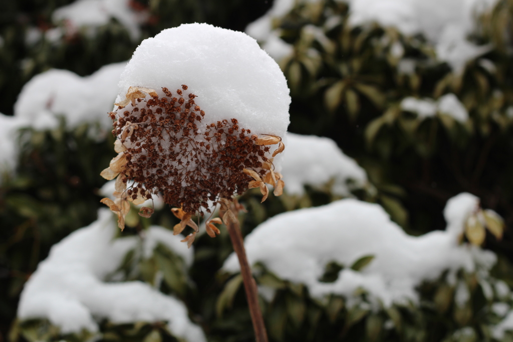 雪の帽子？