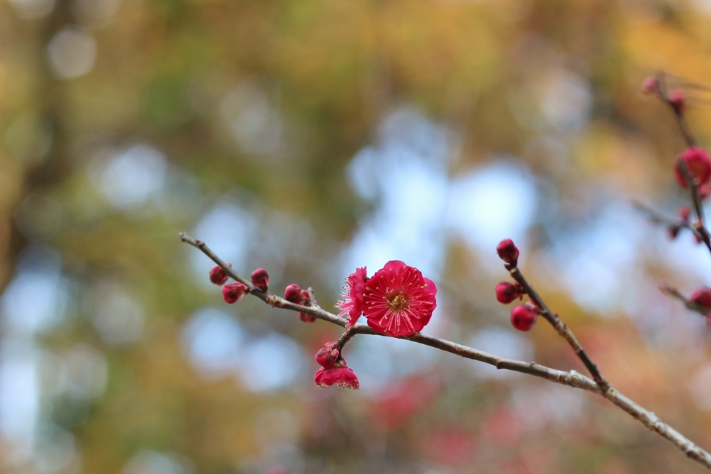 花ひらく