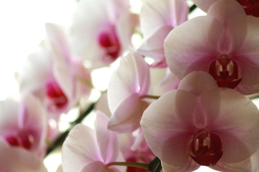 Phalaenopsis orchid