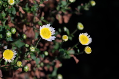小菊開花