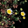 小菊開花