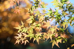 紅葉−１