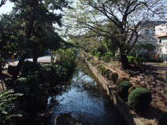 近所の小川