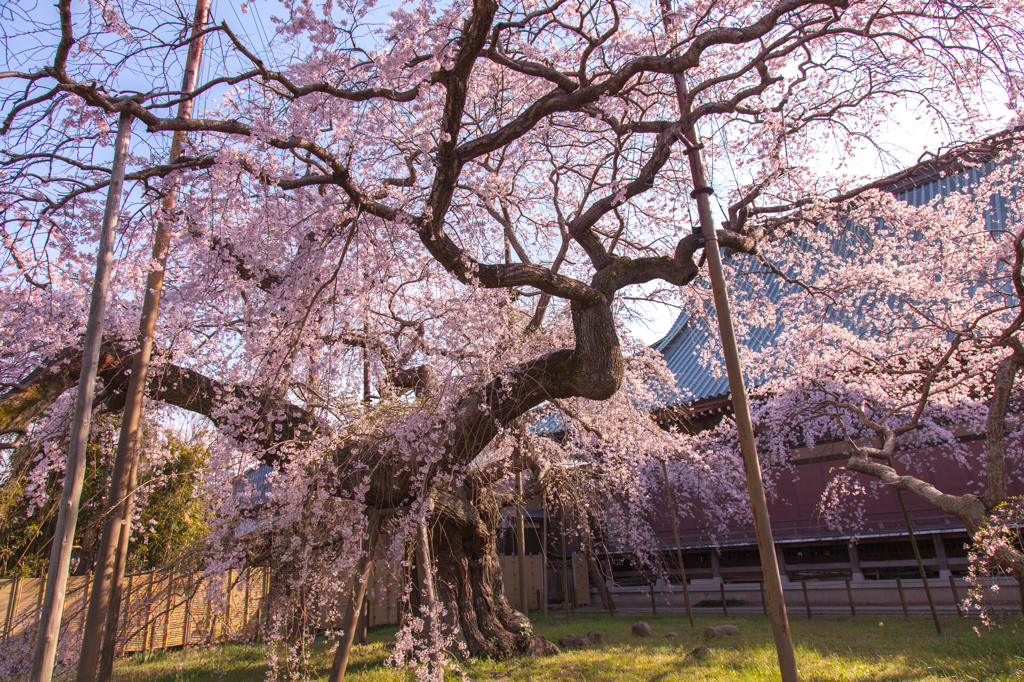 般若院　枝垂桜